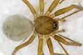 Lepthyphantes-leprosus AlterFehrbacherTunnel 08-04 01.jpg