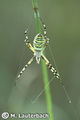 Argiope bruennichi 4 1024.jpg