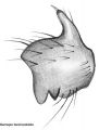 Tibialapophyse