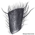 Tibialapophyse