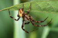 Araneus quadratus m.JPG
