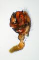 Pedipalpus