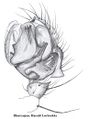 Pedipalpus
