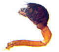 Pedipalpus