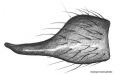 Tibialapophyse retrolateral