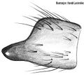Tibialapophyse (retrolateral)