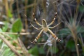 Jungtier (Weibchen)