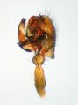 Pedipalpus