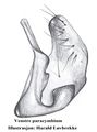 Paracymbium
