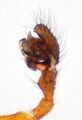 Pedipalpus