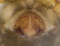 Epigyne