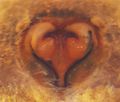Epigyne