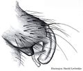 Epigyne lateral