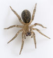 Jungtier, ca. 4 mm