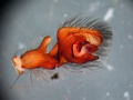 Amaurobius similis-Bulbus.jpg