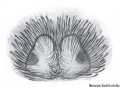 Epigyne