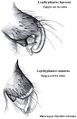 L. leprosus (oben) versus L. minutus (unten), Vergleich der Epigynen-Seitenansicht