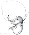 Tibialapophyse, retrolateral