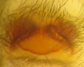 Epigyne unpräpariert
