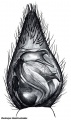 Pedipalpus