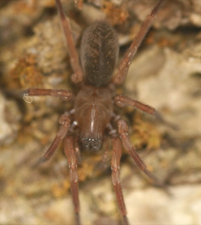 Inermocelotes microlepidus m do SIndzhov.jpg