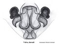 Vulva dorsal