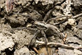 Cursor BFrankenh 07-04 02.jpg