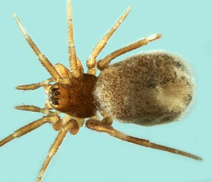 Datei:Diplocephalus dentatus female 20170924143033-d48953a4-la.jpg