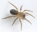 Jungtier, ca. 4 mm