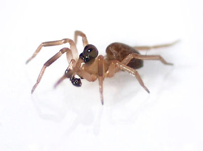 Peponocranium ludicrum male habitus skew front 600px.jpg
