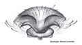 Epigyne