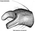 Tibialapophyse retrolateral