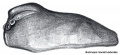 Prosoma lateral