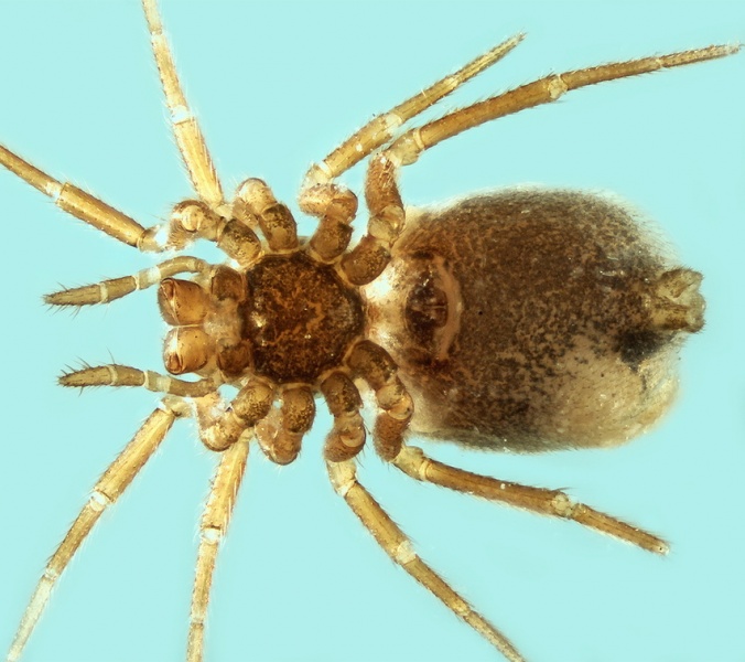 Datei:Diplocephalus dentatus female vent 20170924143036-36b2407f-la.jpg