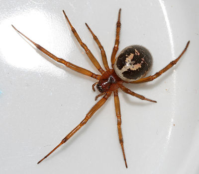 Steatoda-nobilis-female-1-.jpg