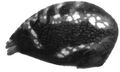 Opisthosoma lateral