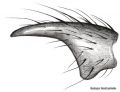 Tibialapophyse