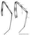 'L. leprosus (links) versus L. minutus (rechts), Vergleich von Bein IV.