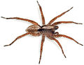 Sulzeri Reinstaedt 08-05 01.jpg