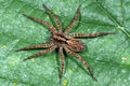 Pardosa amentata.JPG