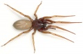 1. H. rubicunda, Weibchen