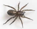 Arctosa-lutetiana Rothenstein-5135 11-03 02.jpg