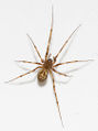 Leptyphantes-leprosus-female.jpg