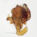 linker Pedipalpus - prolateral