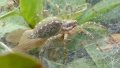 Junges Weibchen mit Beute (Köcherfliege)