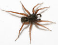 Pardosa-pullata-male.jpg