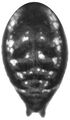 Opisthosoma dorsal