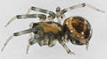 Tapinopa longidens W 8-02305.jpg