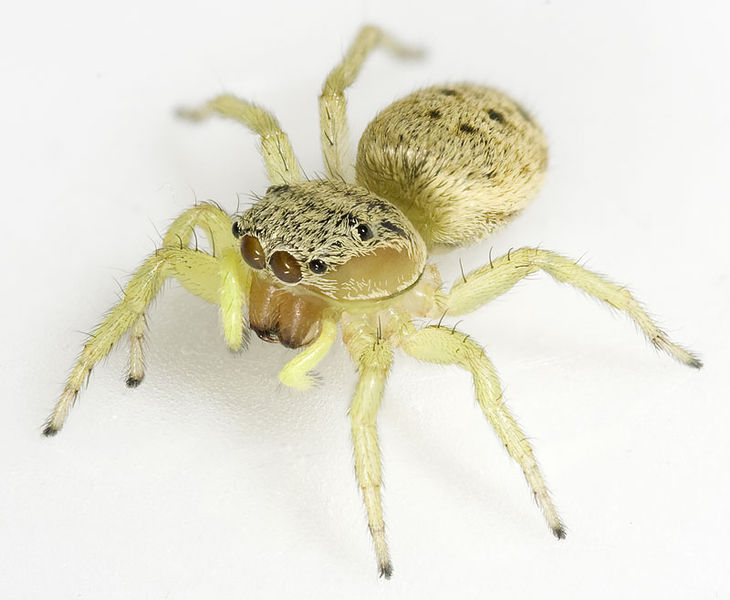 Datei:Heliophanus-simplex Ungarn-Sas 09-05 01.jpg