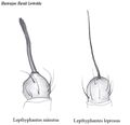 L. leprosus (rechts) versus L. minutus (links), Palpatella